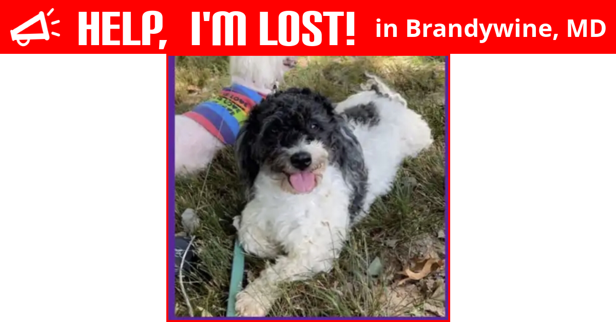 Lost Dog (Brandywine, Maryland) Osito