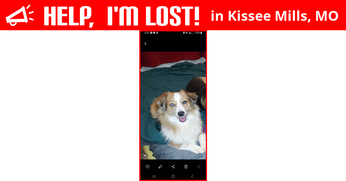Lost Dog (Kissee Mills, Missouri) Killian