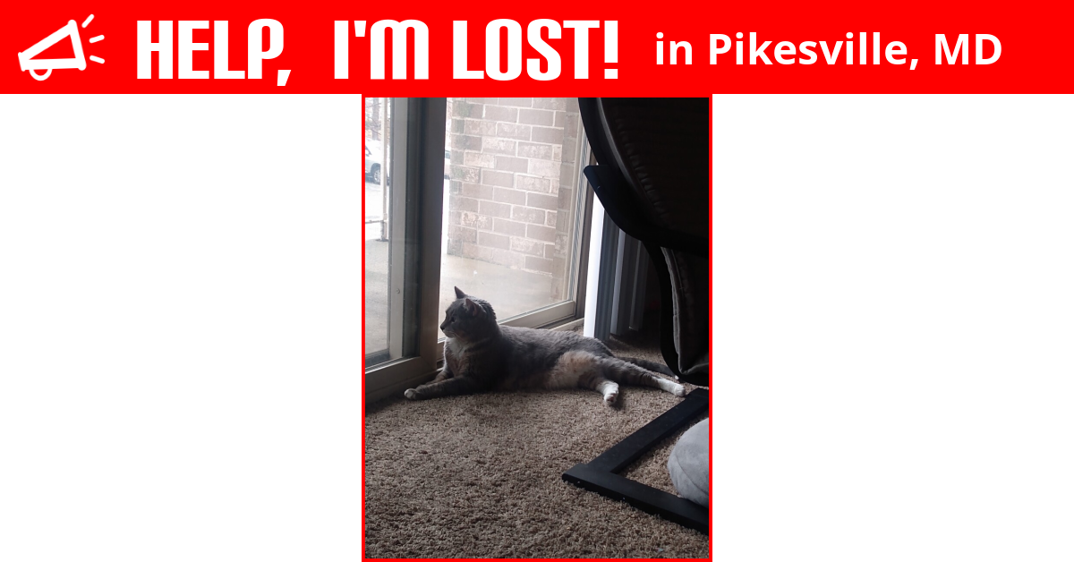 Lost Cat (Pikesville, Maryland) Asher