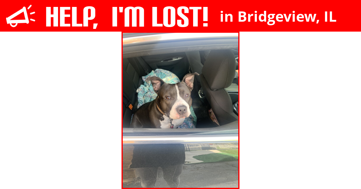 Lost Dog (Bridgeview, Illinois) Ace