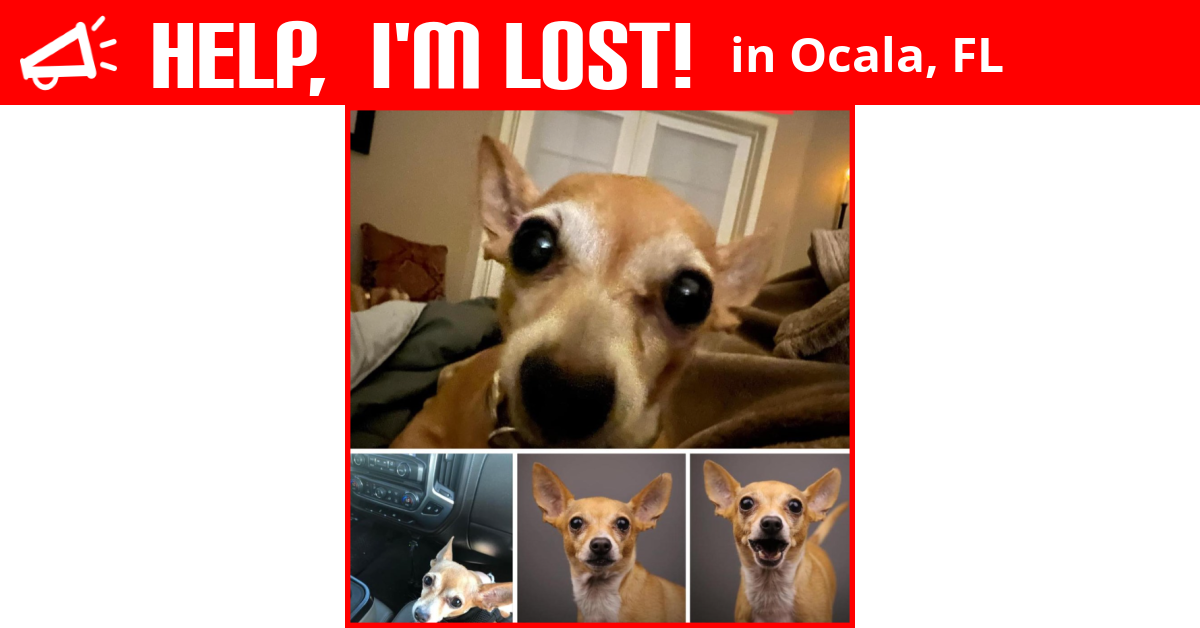 Lost Dog (Ocala, Florida) Chi Chi