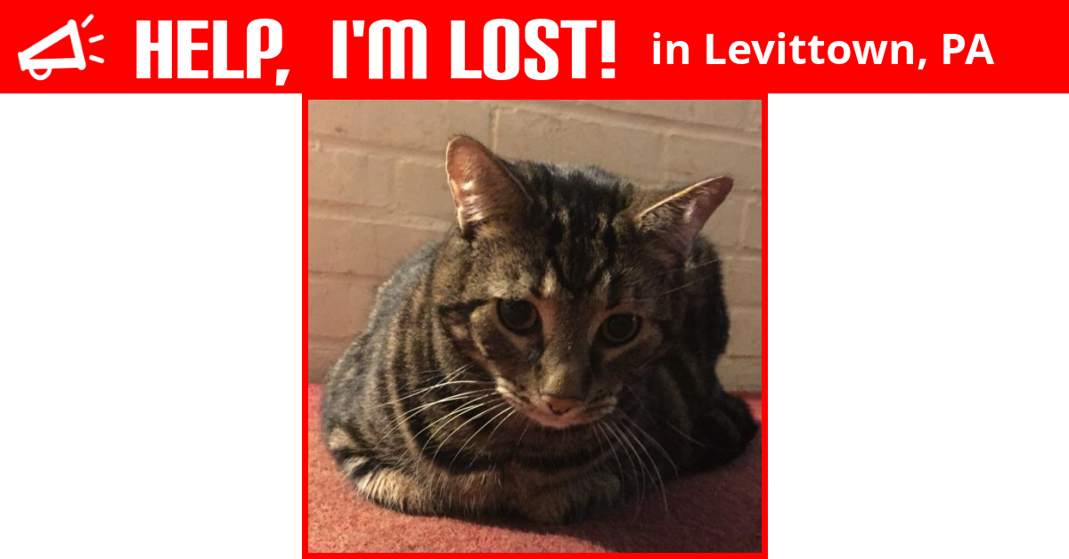 Lost Cat (Levittown, Pennsylvania) Alphonse (Al)