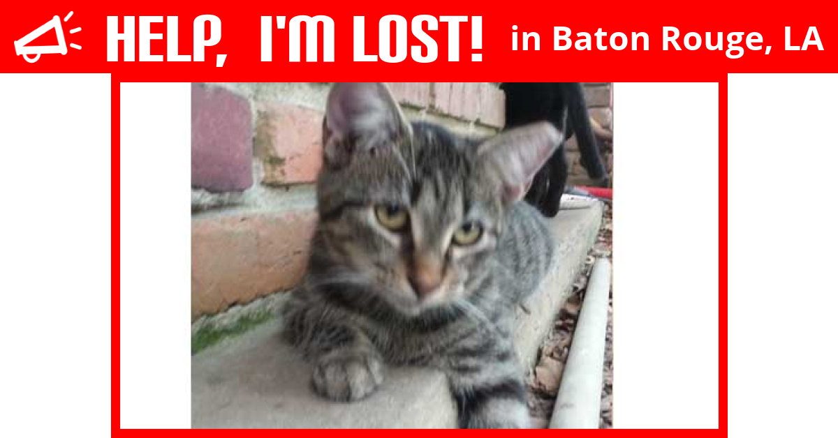 Lost Cat (Baton Rouge, Louisiana) Braveheart