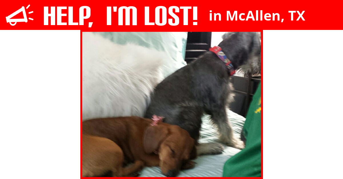 Lost Dog (McAllen, Texas) Luke And Daisy
