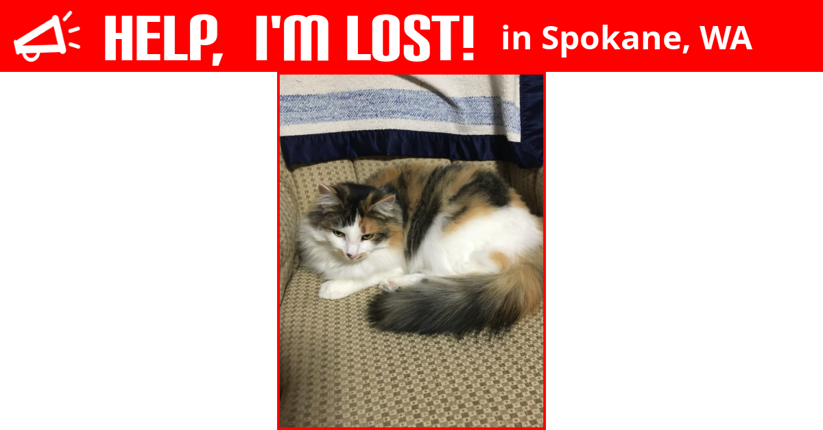 Lost Cat (Spokane, Washington) Cali