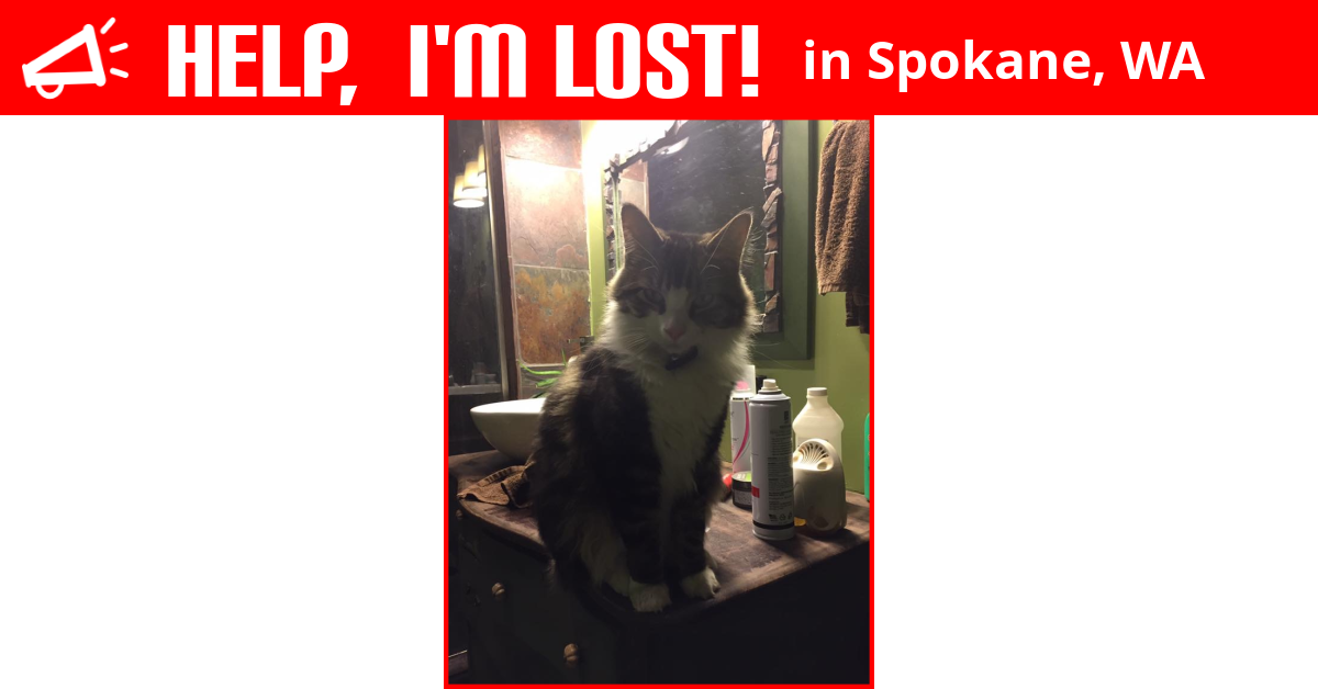 Lost Cat (Spokane, Washington) Elvis