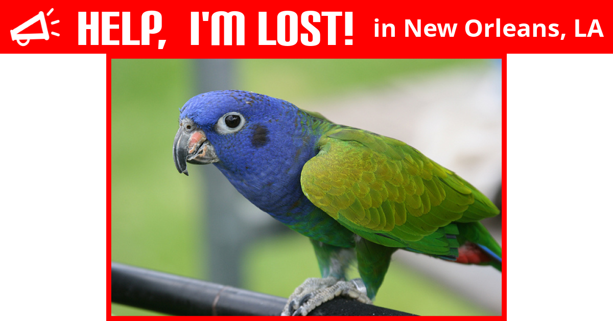 Lost Bird (New Orleans, Louisiana) - Bella