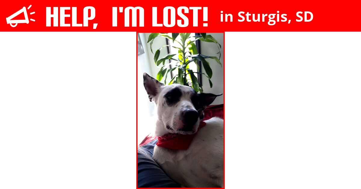 Lost Dog (Sturgis, South Dakota) Spot