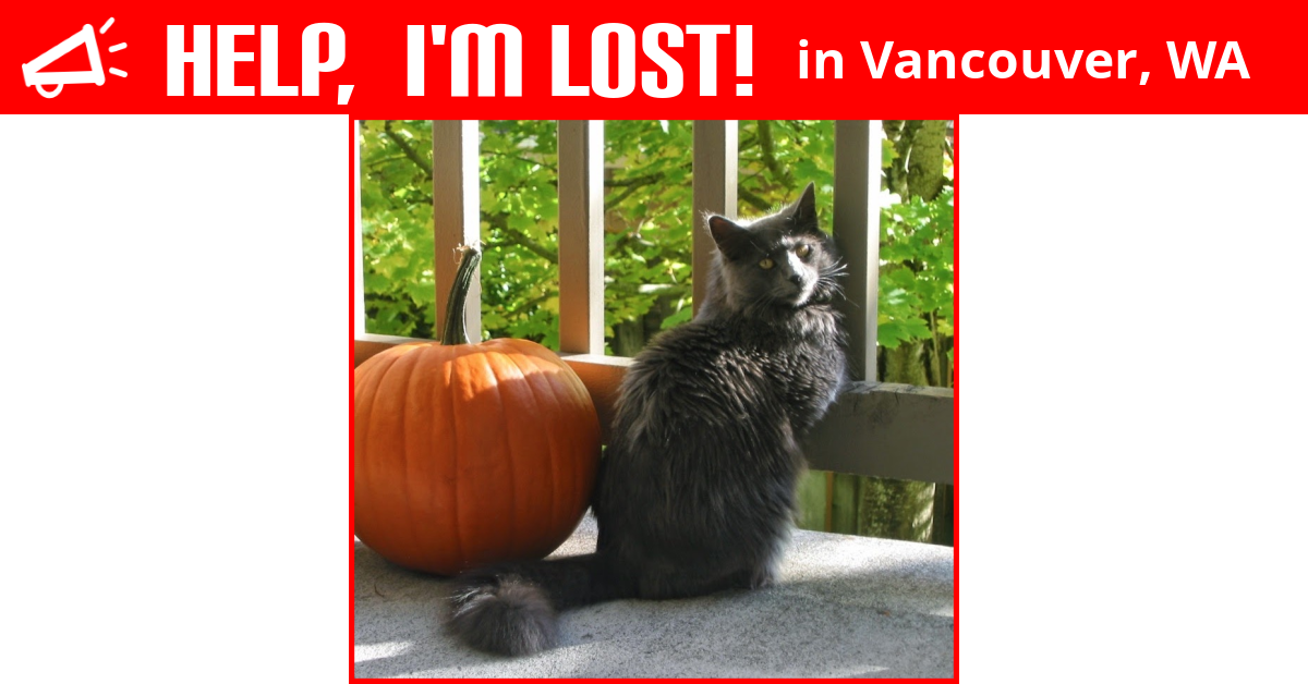 Lost Cat (Vancouver, Washington) Gracie