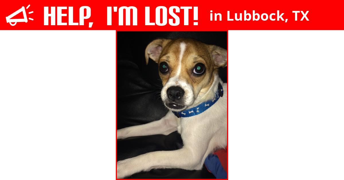 Lost Dog (Lubbock, Texas) - Max