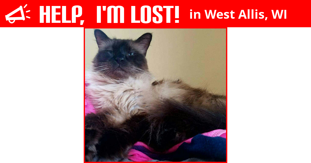 Lost Cat (West Allis, Wisconsin) Griffin