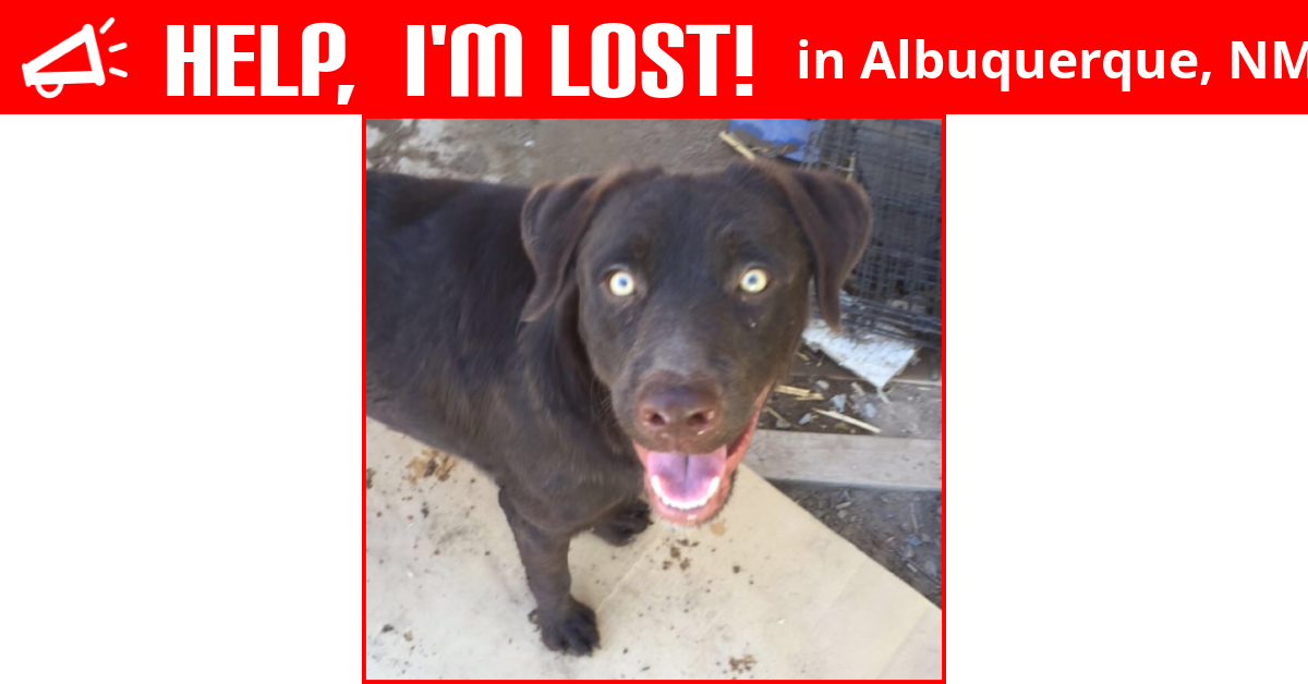 Lost Dog (Albuquerque, New Mexico) Rufus