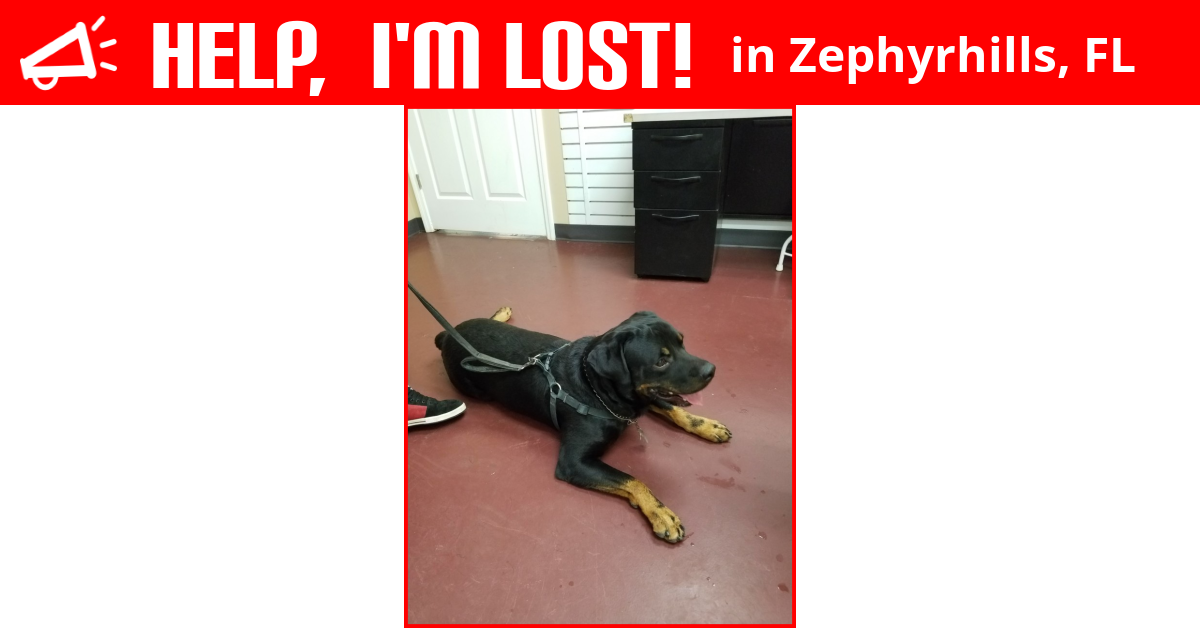 Lost Dog (Zephyrhills, Florida) Kaos