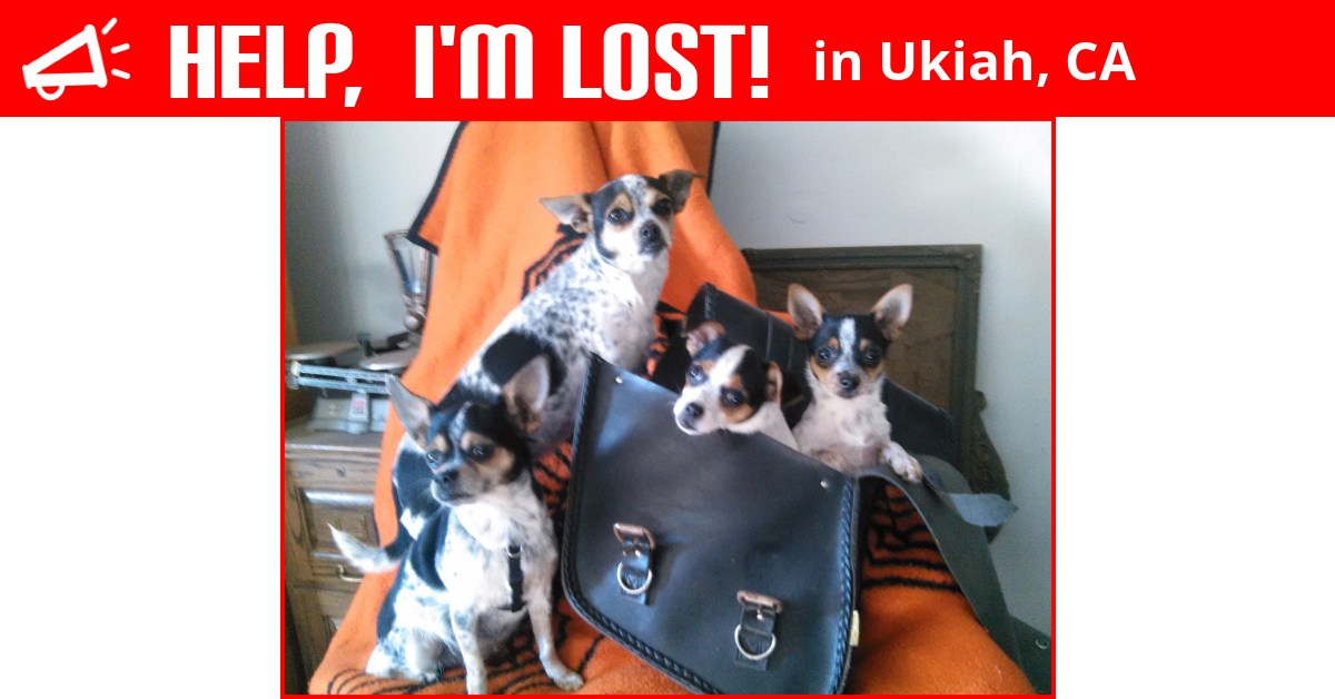 Lost Dog (Ukiah, California) Lillian Nd Theodora