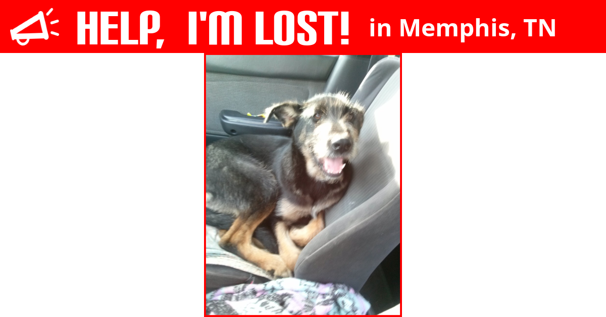Lost Dog (Memphis, Tennessee) Magic