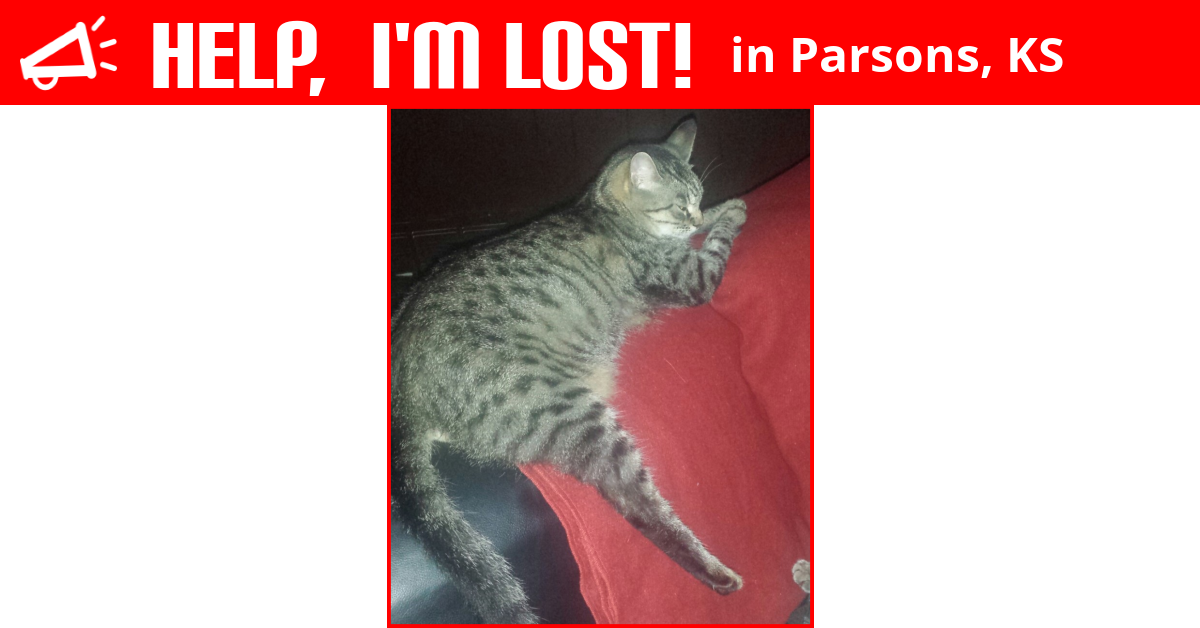 Lost Cat (Parsons, Kansas) Lady