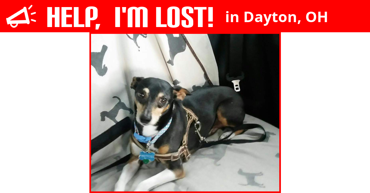 Lost Dog (Dayton, Ohio) Arthur