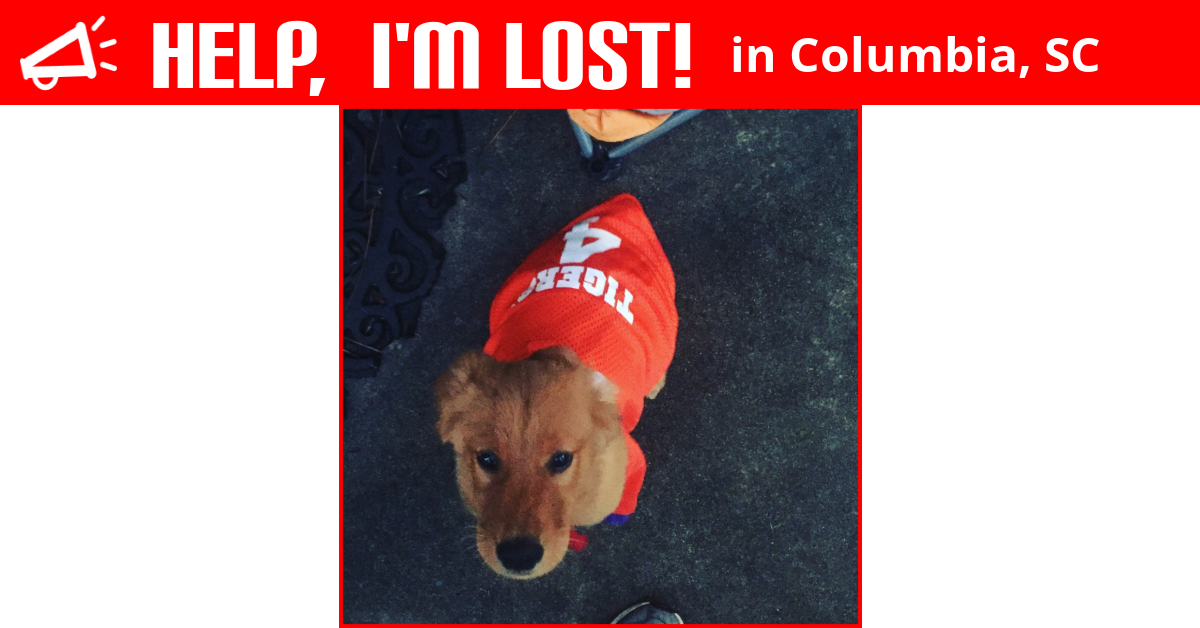 Lost Dog (Columbia, South Carolina) Nacho