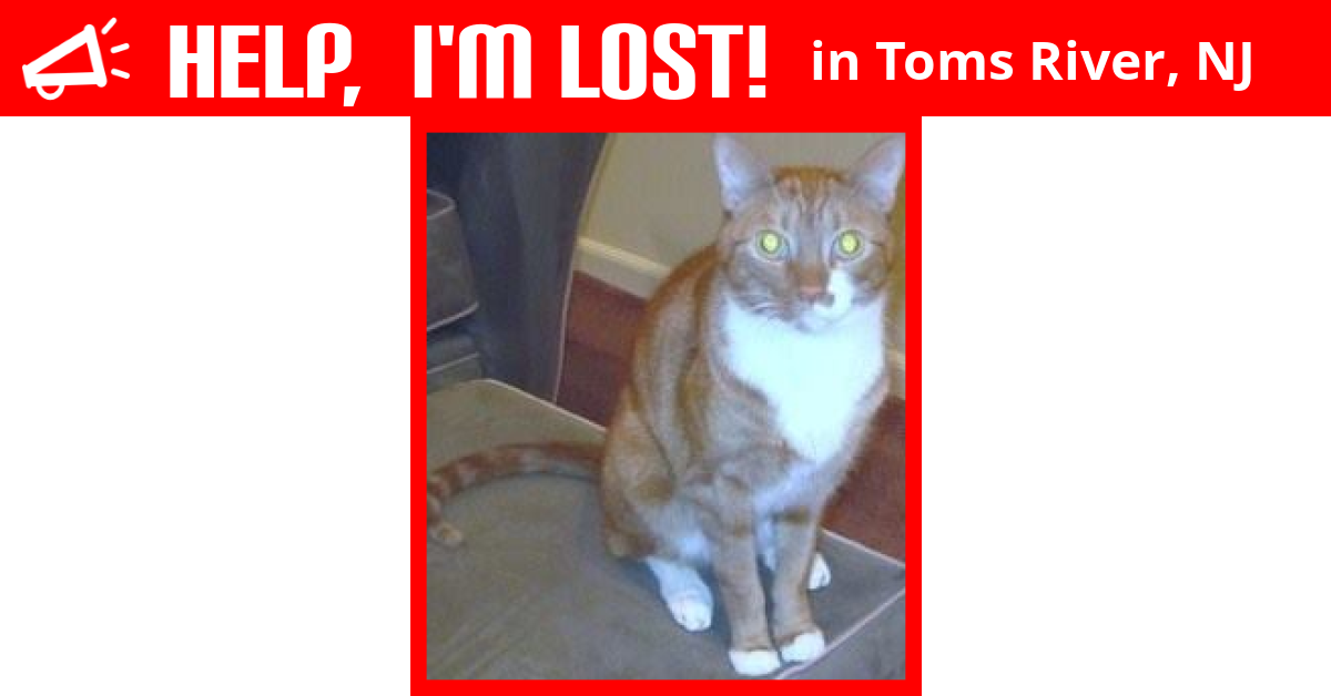 Lost Cat (Toms River, New Jersey) Reese