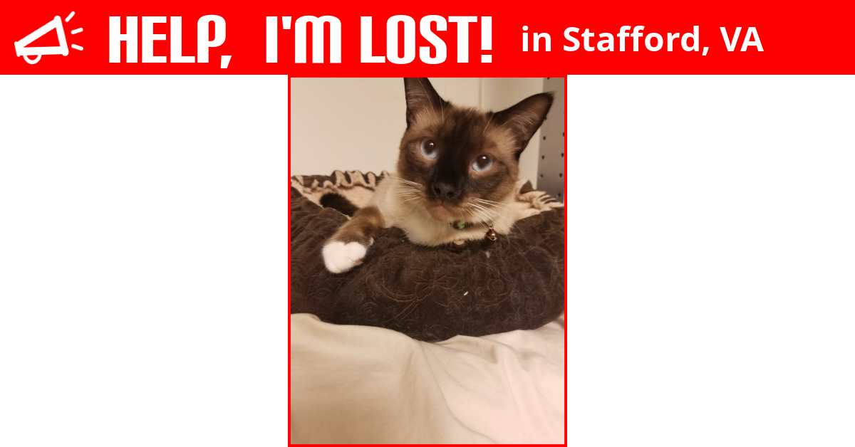 Cats For Sale Stafford Va at Brittany Judge blog