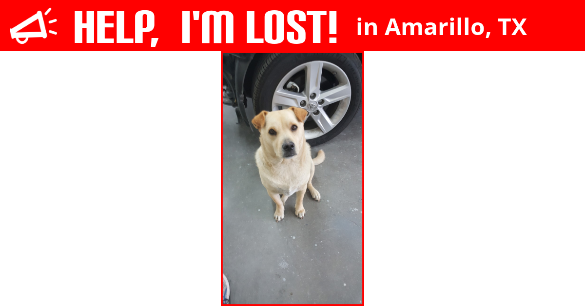 Lost Dog (Amarillo, Texas) Memphis
