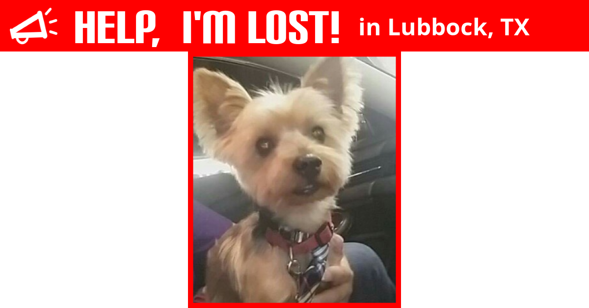 Lost Dog (Lubbock, Texas) - Bo