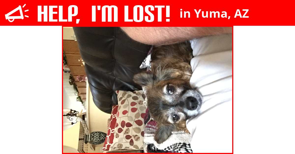 Lost Dog (Yuma, Arizona) Harley