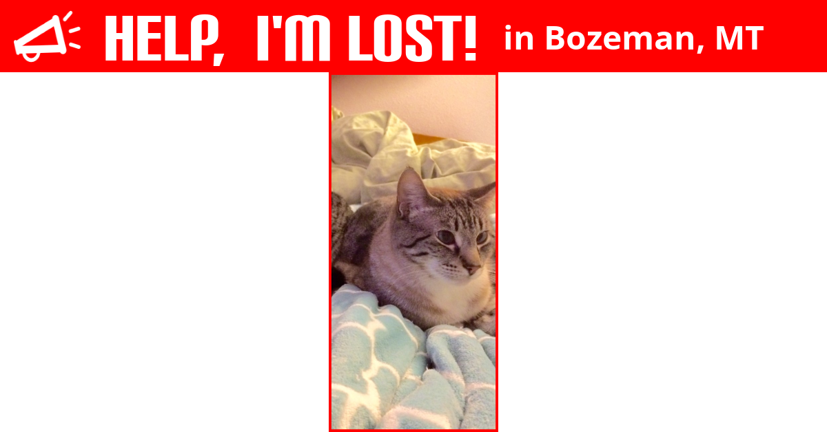 Lost Cat (Bozeman, Montana) Mr Kitty