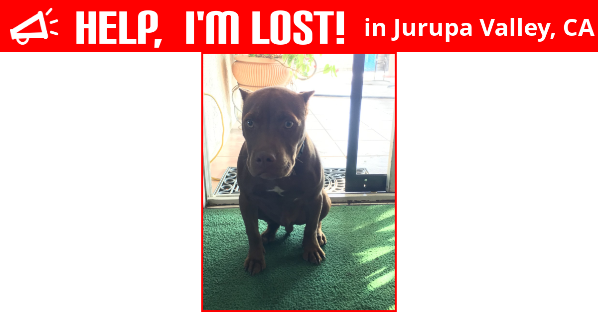 Lost Dog (Jurupa Valley, California) El Chapo