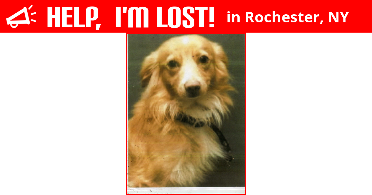Lost Dog (Rochester, New York) Riley