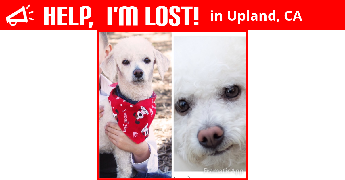Lost Dog (Upland, California) Oakley