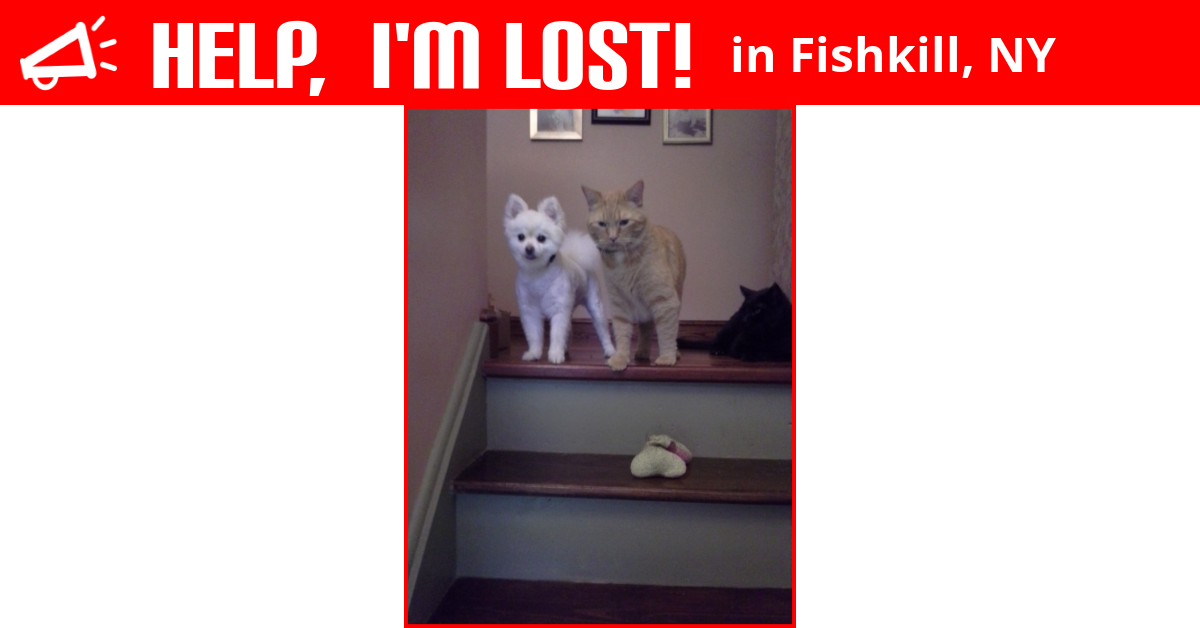 Lost Cat (Fishkill, New York) Jack
