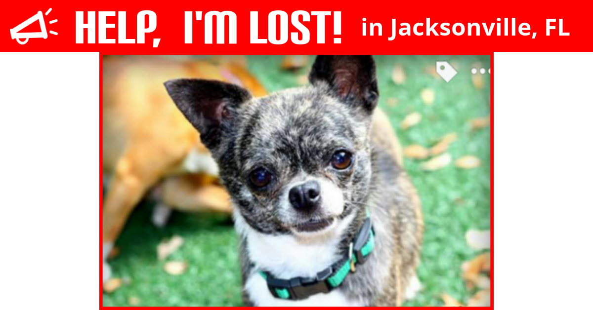 Lost Dog (Jacksonville, Florida) Brittany