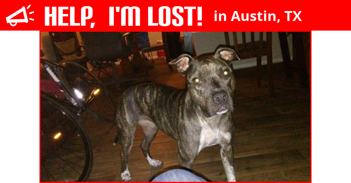 Lost Dog (Austin, Texas) Baby