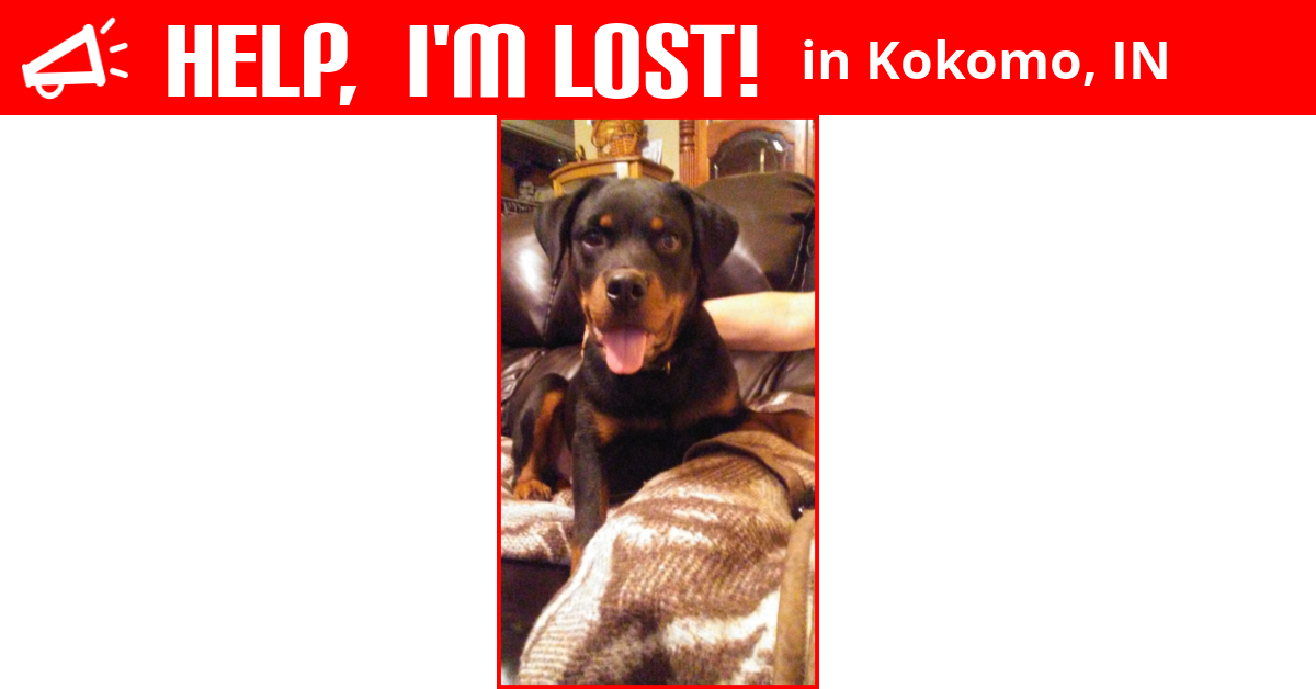 Lost Dog (Kokomo, Indiana) Capone