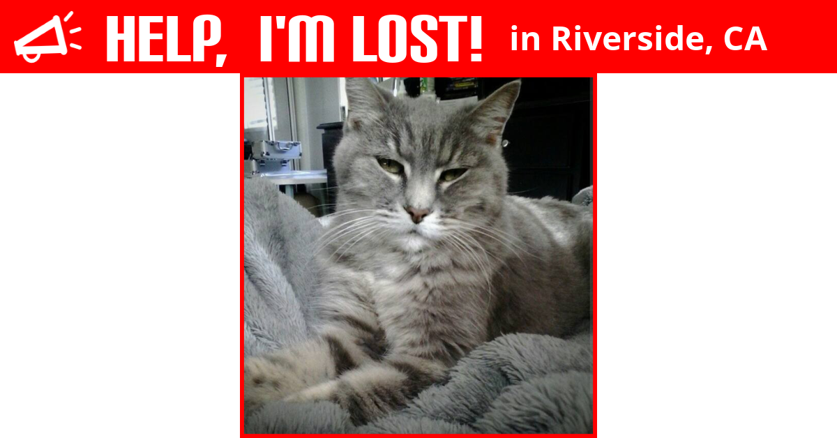 Lost Cat (Riverside, California) Lint