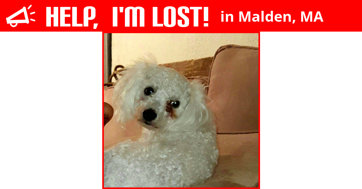 Lost Dog (Malden, Massachusetts) Gatsby Papa
