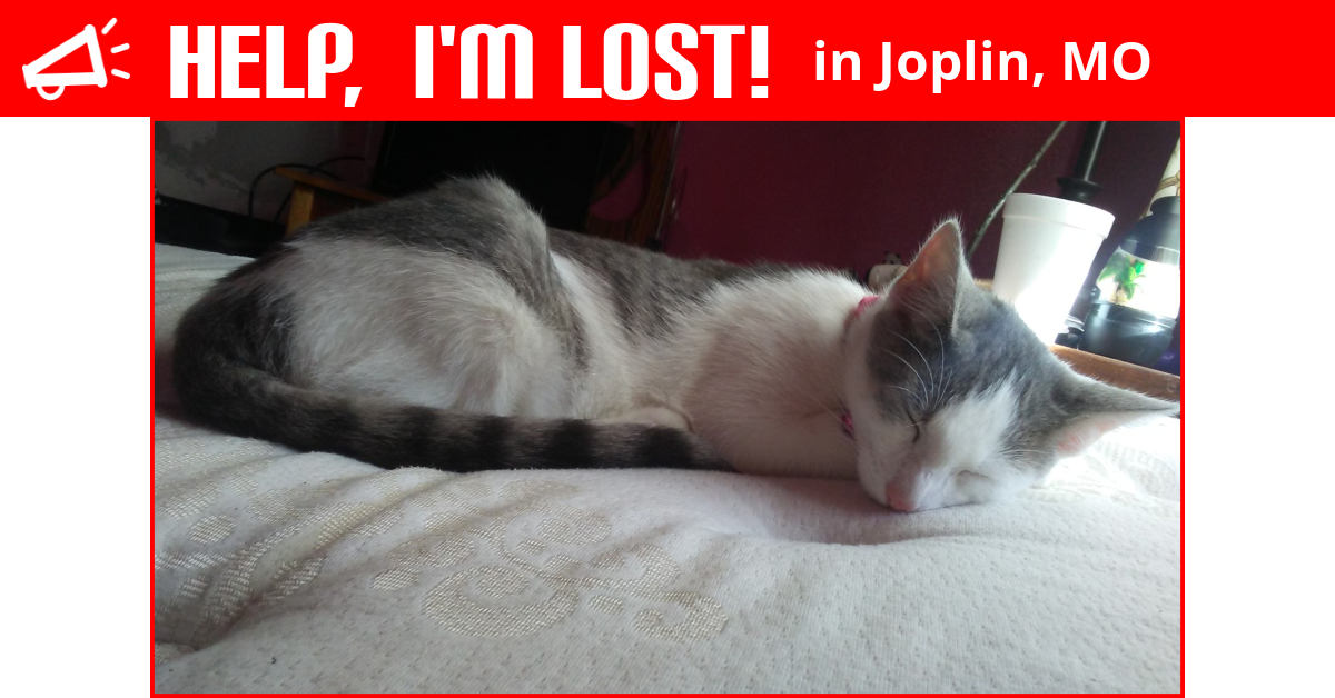 Lost Cat (Joplin, Missouri) Gracie