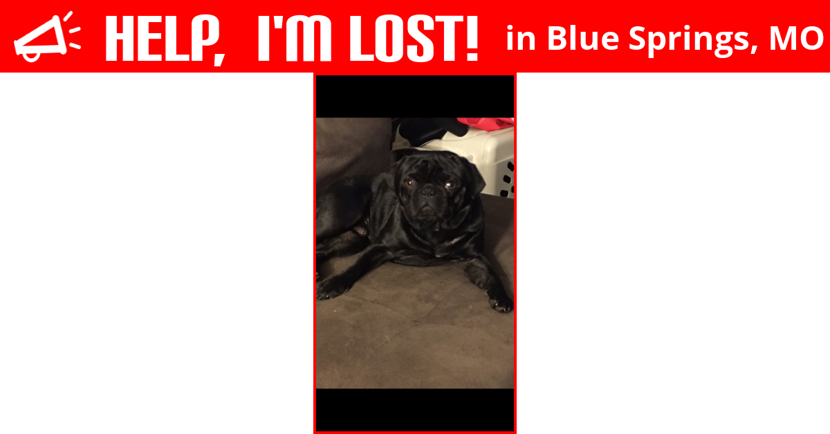 Lost Dog (Blue Springs, Missouri) Sebashtian Bash