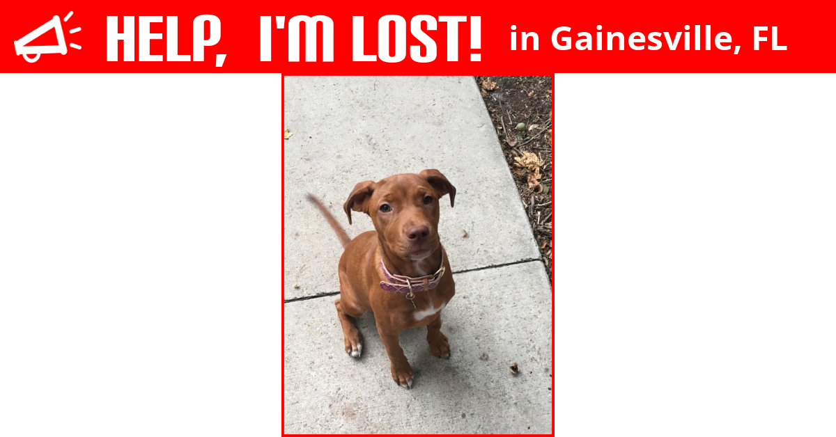 Lost Dog (Gainesville, Florida) Mo