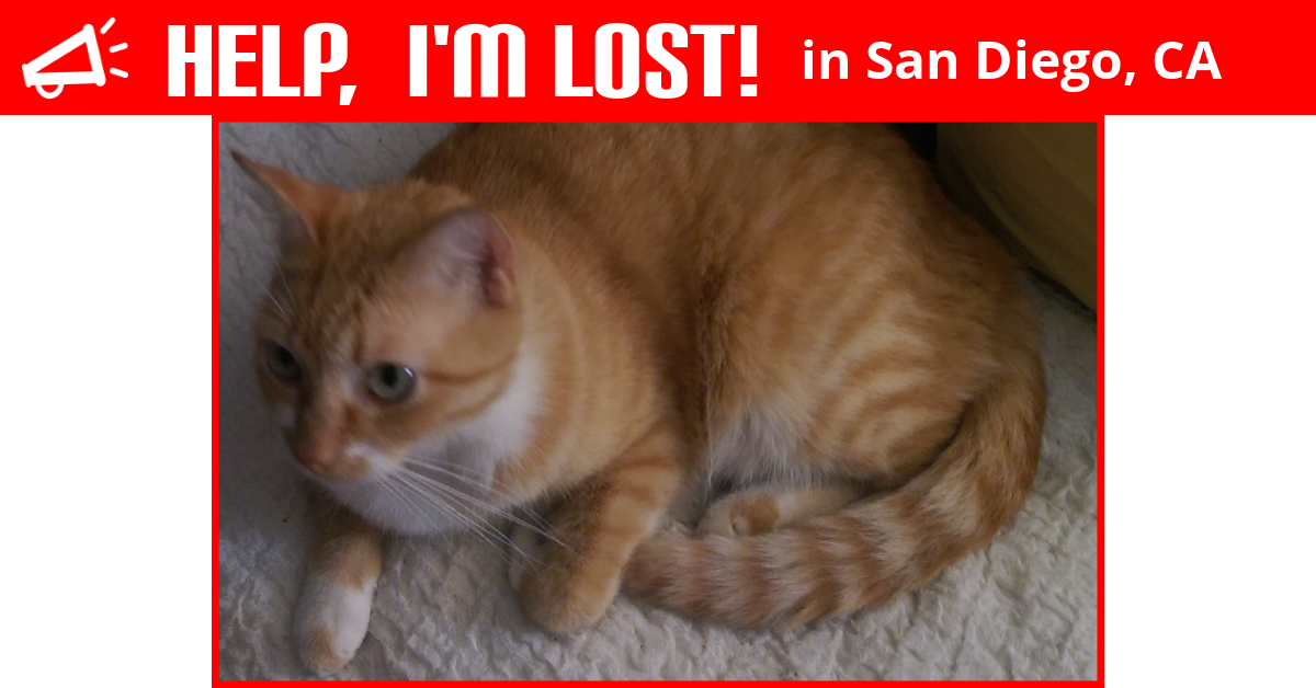 Lost Cat (San Diego, California) Cheesy Puff