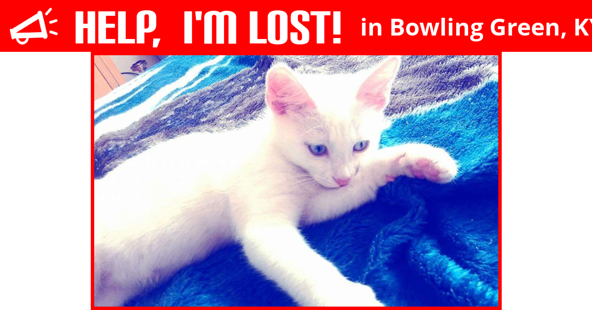 Lost Cat (Bowling Green, Kentucky) Snowball