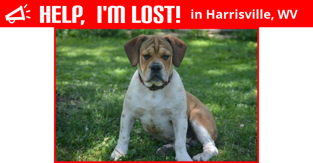 Lost Dog (Harrisville, West Virginia) Max