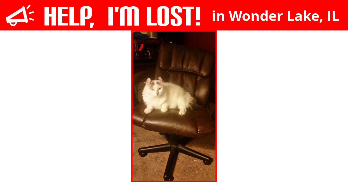Lost Cat (Wonder Lake, Illinois) Oy