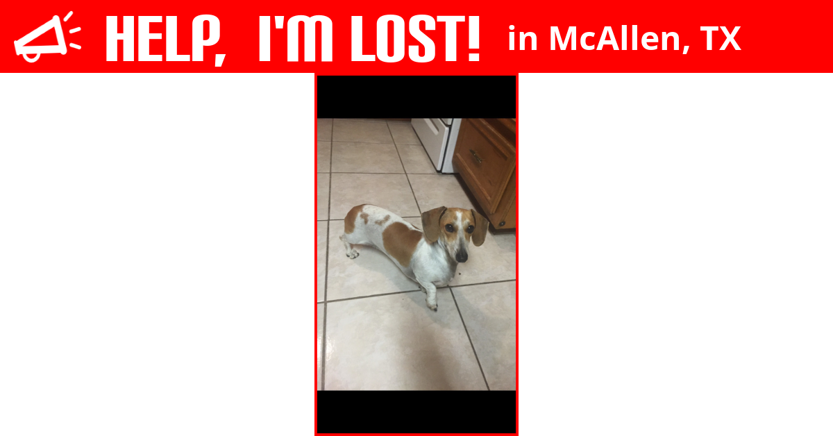 Lost Dog (McAllen, Texas) Sammy