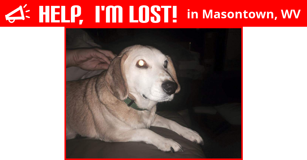 Lost Dog (Masontown, West Virginia) Johnny