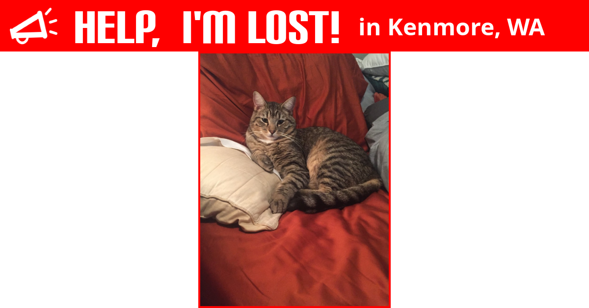 Lost Cat (Kenmore, Washington) Melo
