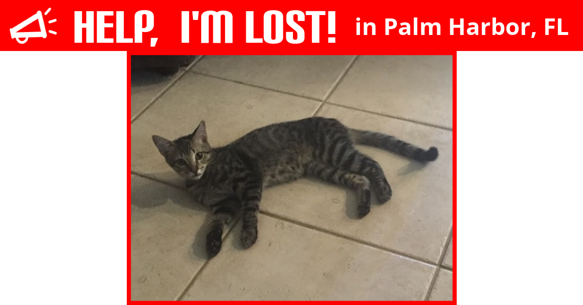 Lost Cat (Palm Harbor, Florida) Philly