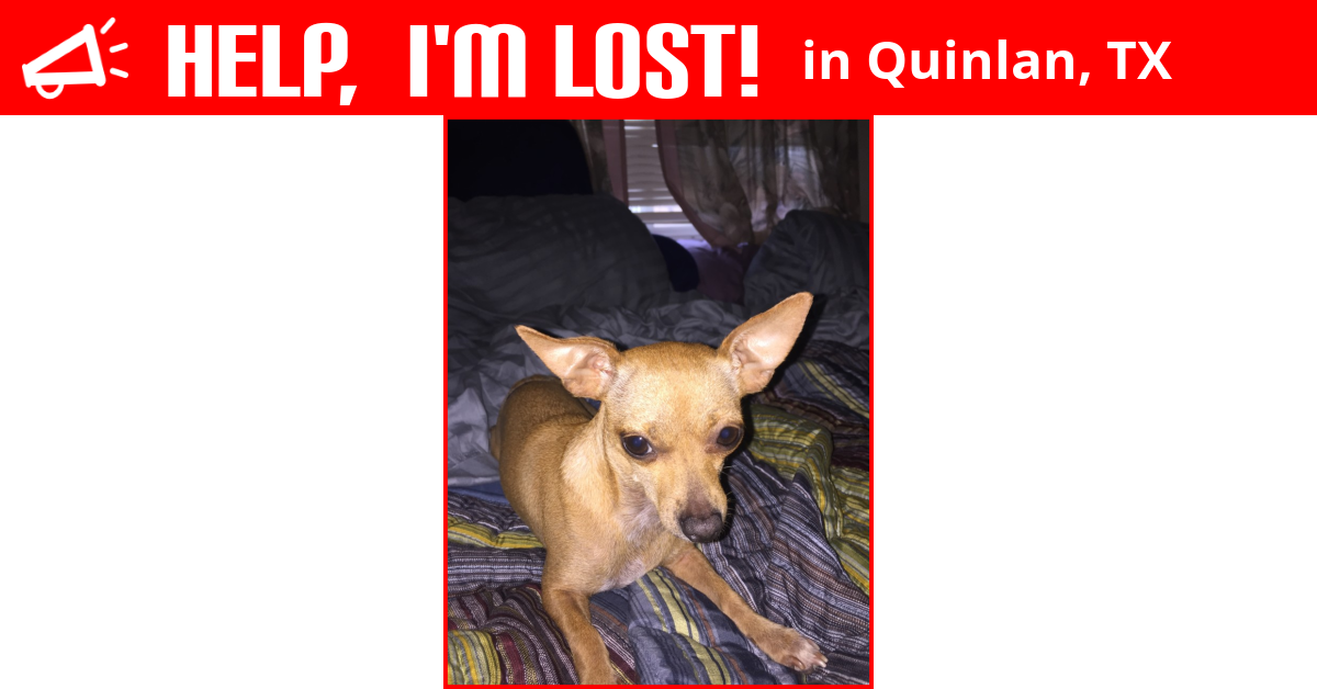 Lost Dog (Quinlan, Texas) Ginger