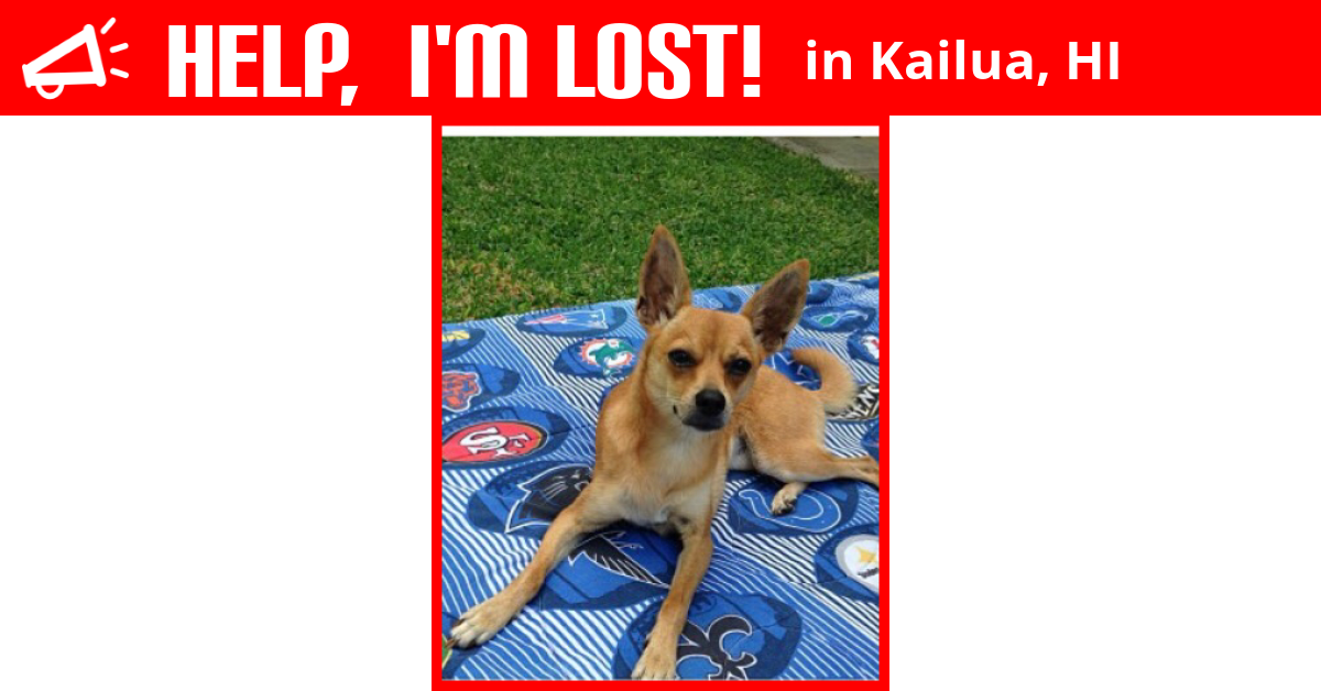 Lost Dog (Kailua, Hawaii) Sophie